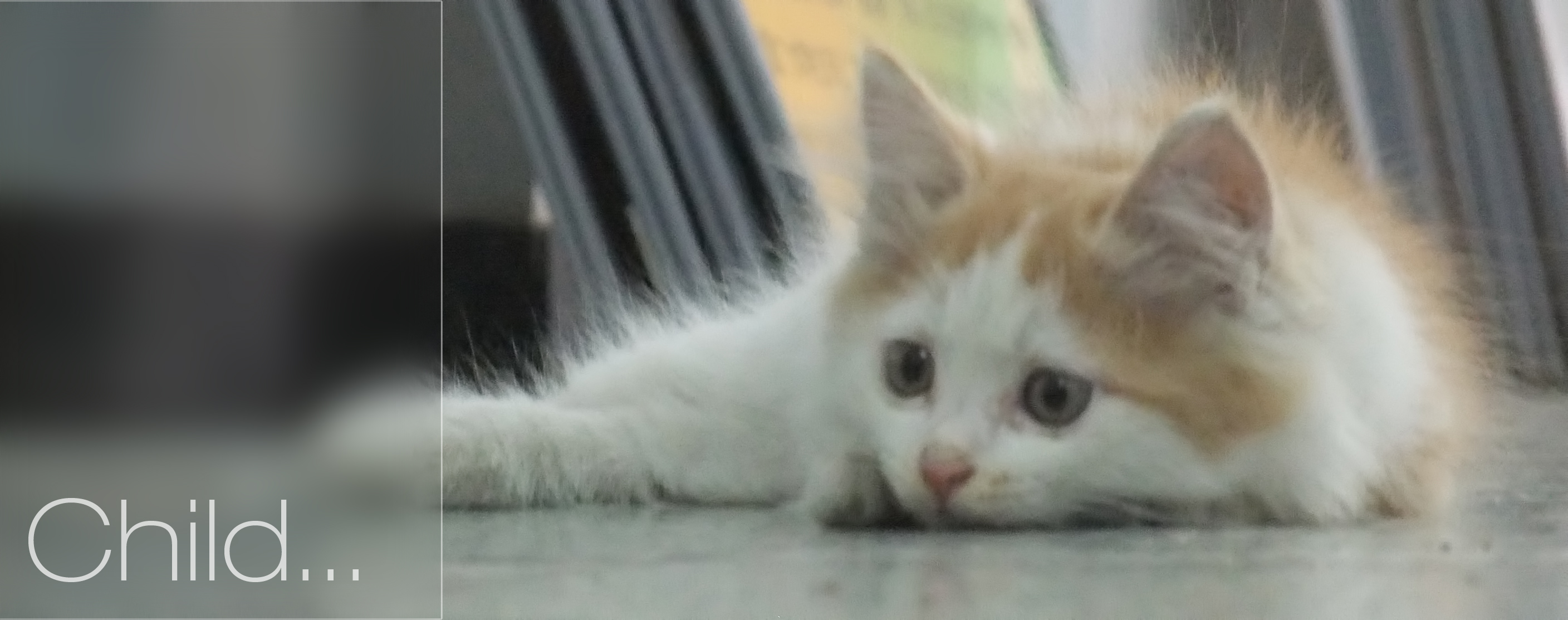 lazycat